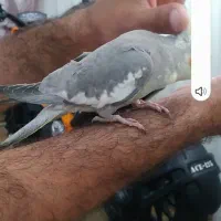 عروس فول اهلی مرغ عشق