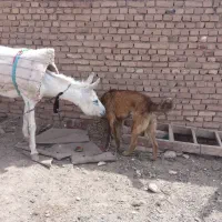 سگ گله|سگ|سبزوار, قصبه غربی|دیوار