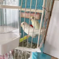 مرغ عشق مولد با جوجه