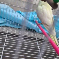 عروس هلندی لوتینو جفت نروماده درشت فروشی مفت