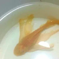 کت پوزه بوته ای سوپر باله مولد