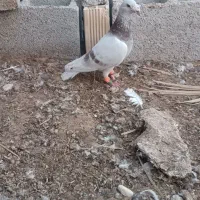 کبوتر