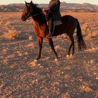 اسب نریان آخال تکه ترکمن