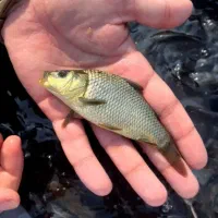 ماهی کپور استخری