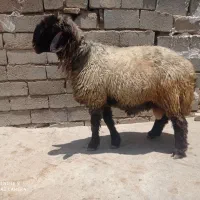 قوچ داشتی