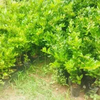 گل شمشاد طلایی پالم و یاس هلندی