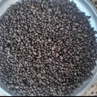 بادوم شیرین