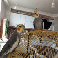 عروس هلندی
