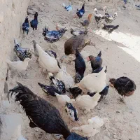 چهل عدد مرغ و جوجه گلین