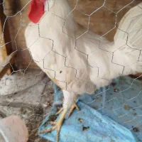 مرغ وخروس قروشی