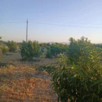 فروش-باغ-در-شهرزیبای-پالیز-مزرعه-بید