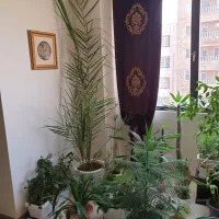 مخمل کناری به همراه تور