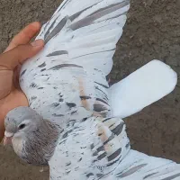 نر ماده ساده هفت رنگ  اگهی خوانده شود