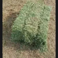 علف بسته بندی ۸۰ سانتی با کیفیت