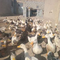 اردک|حیوانات مزرعه|نیمروز, |دیوار