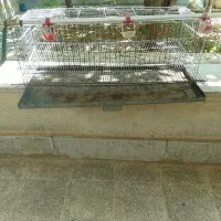 قفس بلدرچین