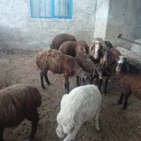 بره نرو ماده