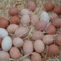 تخم مرغ محلی
