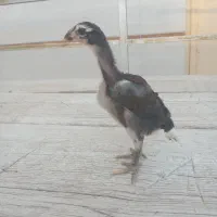 جوجه لاری اصل