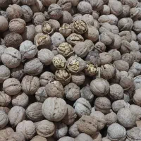 گردوی پرمغزتوسرکان