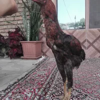 جوجه  لاری