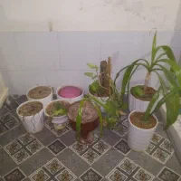 گل وگلدان