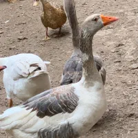 یک جفت غاز یک ساله