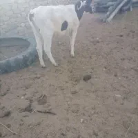 سلام گوساله سمینتال ماده