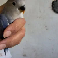 کوتوله جذاب ودلبر