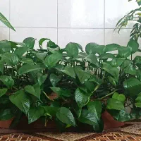 گل پتوس|گل و گیاه طبیعی|ایلام, |دیوار