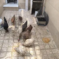 مرغ و خروس