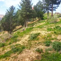 جویای کار رانند لودر وغلطک