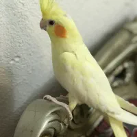 عروس هلندی مولد