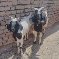 گوسفندزنده