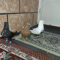 ۳ عدد کفتر