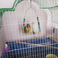 فروش یک جفت کوتوله با قفس