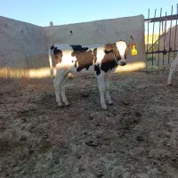 گوساله نر