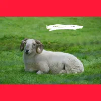 فروش گوسفند وبره زنده