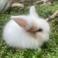 بچه خرگوش