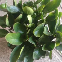 گل های اپارتمانی با ارسال