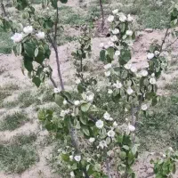 زمین-باغی-با-درختان-میوه-چند-ساله-زیر-فی