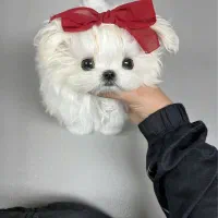 توله سگ کوچولو پشمالو