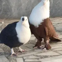 جفت نرو ماده رنگه عتیقه