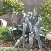 کاکتوس غول پیکر