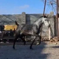 فروش ۳ راس مادیان و کره مادیان نژاد کرد خالص