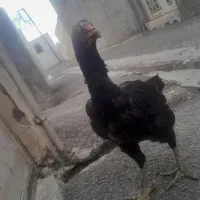 مرغ کرچ