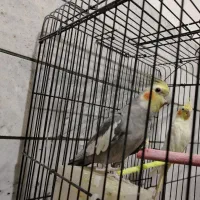 جفت عروس هلندی