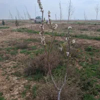 فروش-زمین-کشاورزی