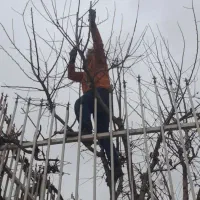 باغبانی و هرس.