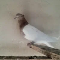 کفتر|پرنده|باقرشهر, |دیوار